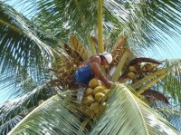 Cutting Coconuts Suriname