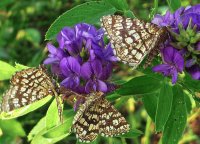 Busy Butterflys