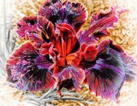 Exotic Flower California USA