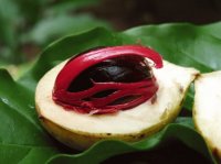 Nutmeg Kalibaru East Java