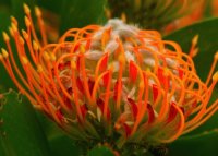 Protea the National Flower from South Africa