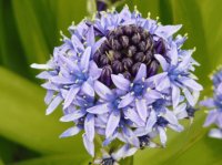 Flower New Sealand