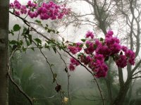 Bougainvillaea Costa Rica