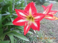 flor