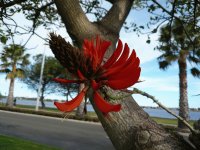 Perth trees