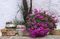 Flowers in Loutro Crete Greece