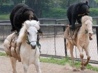 horses