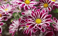 Colors in the Garden