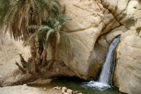 Small Oasis in the Sahara