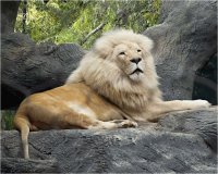 Beautiful Lion