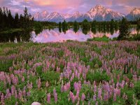 Pilgrim Creek Grand Teton Wyoming USA