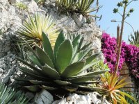Botanical Garden Italy