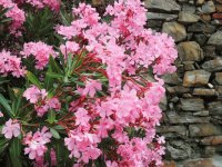 Flowers Italian Riviera