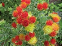Protea 's South Africa