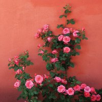 Roses in the Garden