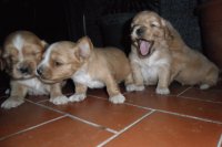 perritos