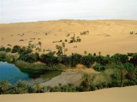 Oasis in the Libyan desert