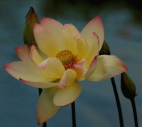 Beautiful Flower