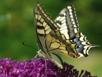Eating Butterfly