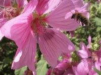 Honey collecting Bee
