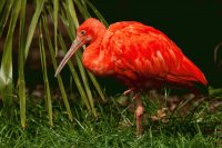 Red Ibis Surinam