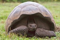 Giant Turtle Galapagos Islands