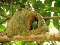 Tuim na casa de João de Barro