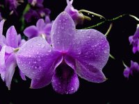 Beautiful Orchid