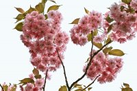 Flowery Tree