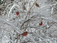 Cardinals in Snow