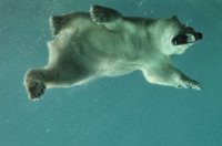 urso polar