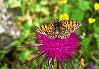 Flower and Butterfly Greece