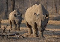 Black Rhino Namibia