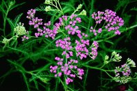 Little Flowers