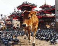Holy Cow in Downtown Kathmandu Nepal