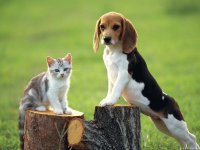 Beagle