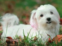 Bichon Maltés #12