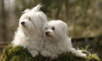 Bichon Maltés