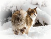 skogkatt