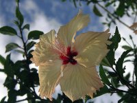 Hibiscus
