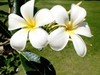Beautiful Flower Fiji