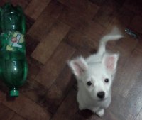 Tango 7up
