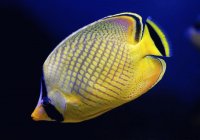 pez mariposa