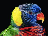 Colorful Parrot