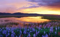 Camas Prairie at Sunset Idaho Usa