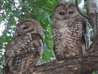 Owls sleeping