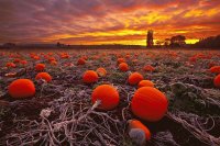 Pumpkins in the Field