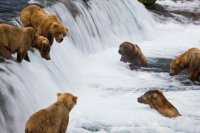 Fish hunting Canada