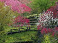 Jardì