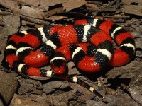 serpente corallo
